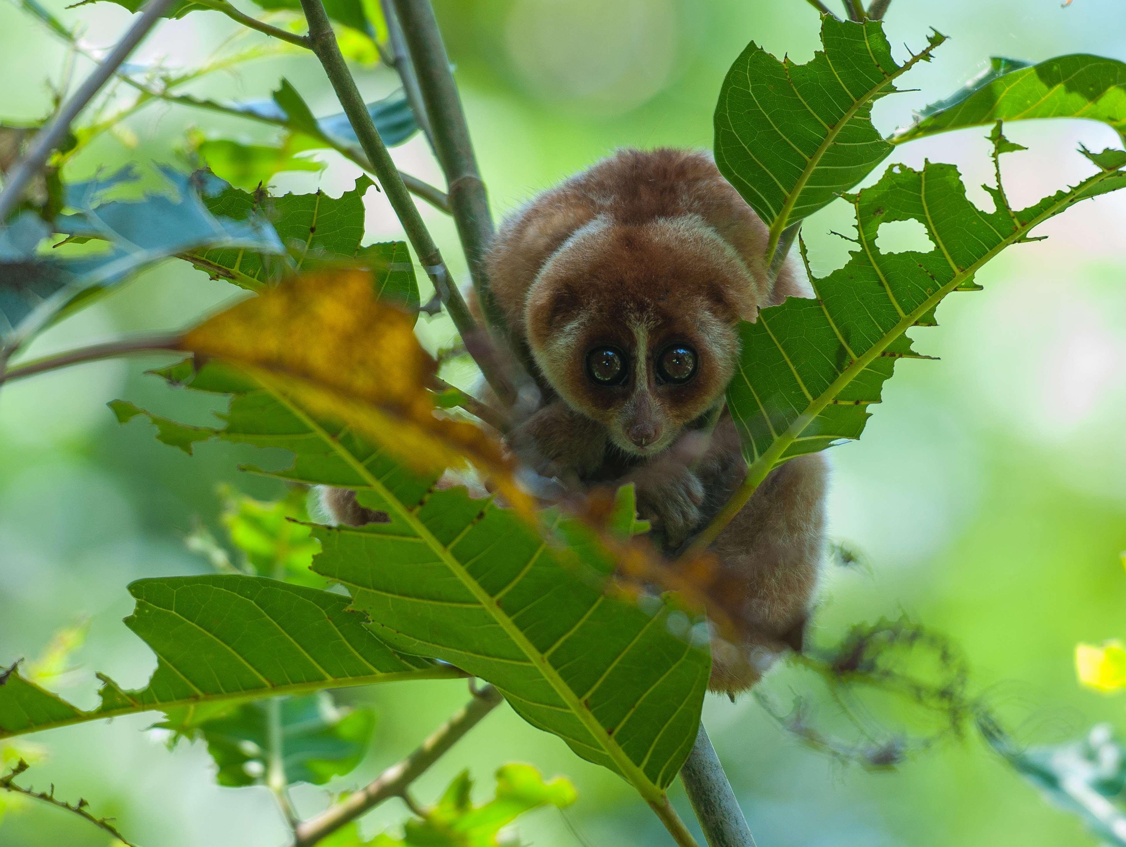 منتجع وسبا شانغريلا - لا راسا ريا كوتا كينابالو المظهر الخارجي الصورة A female slender-bodied lemur